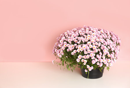 Beautiful potted chrysanthemum flowers on table against color background. Space for textの写真素材