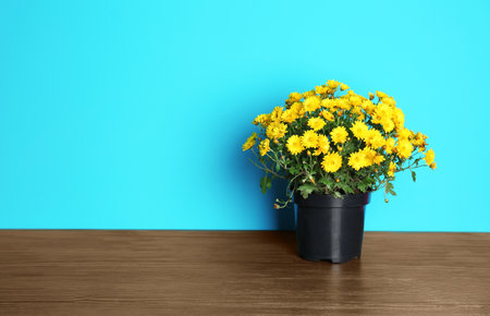 Beautiful potted chrysanthemum flowers on table against color background. Space for textの写真素材