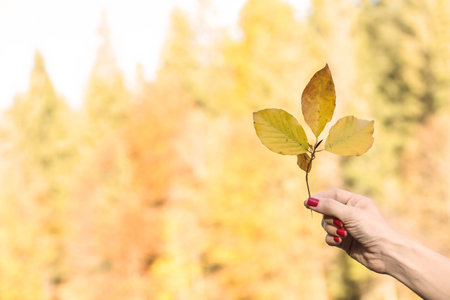 Woman holding tree twig with autumn leaves on blurred background. Space for text