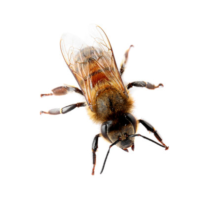 Beautiful honeybee on white background. domesticated insectの写真素材