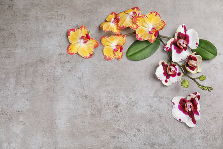 Beautiful tropical orchid flowers on gray background, top view. Space for textの写真素材