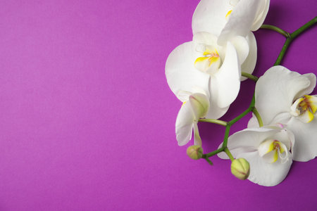 Branch with beautiful tropical orchid flowers on color background, top view. Space for textの写真素材