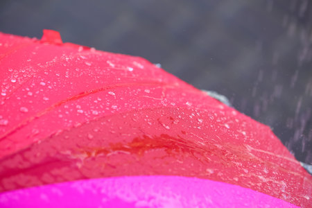 Bright color umbrella under rain outdoors, closeup