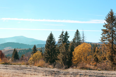 Picturesque landscape with beautiful forest and mountains