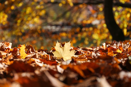 Ground covered with fallen leaves on sunny autumn day