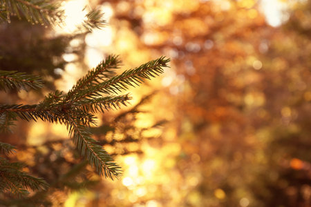 Fir tree boughs and blurred autumn forest on background. Space for textの写真素材