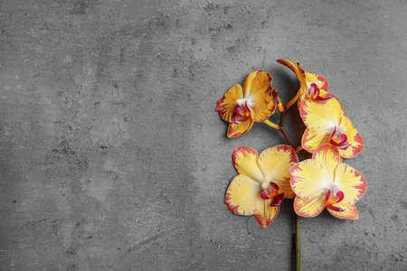 Branch with beautiful tropical orchid flowers on gray background, top view. Space for textの写真素材