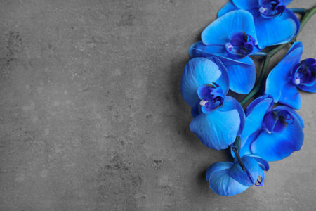 Branch with beautiful tropical orchid flowers on gray background, top view. Space for text