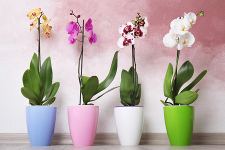 Beautiful tropical orchid flowers in pots on floor near color wallの写真素材