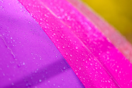 Bright color umbrella under rain outdoors, closeupの写真素材
