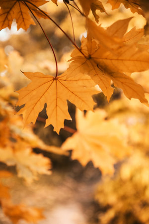 Bright leaves on blurred background, outdoors. autumn day