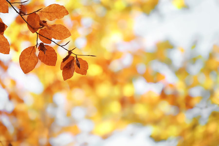 Tree twig with autumn leaves on blurred background. Space for text