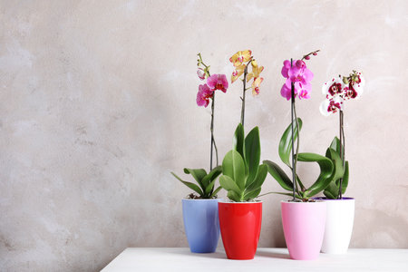 Beautiful tropical orchid flowers in pots on table near color wall. Space for textの写真素材