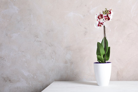 Beautiful tropical orchid flower in pot on table near color wall. Space for textの写真素材