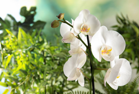 Beautiful tropical orchid flowers on blurred background. Space for textの写真素材