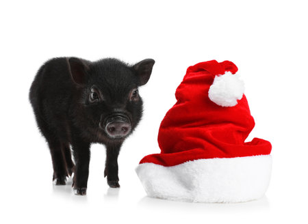 Adorable black mini pig with Santa hat on white backgroundの写真素材