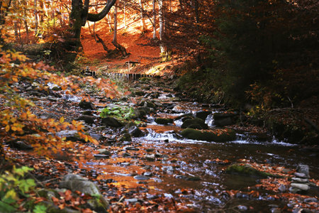 Clear stream running through beautiful autumn forestの写真素材