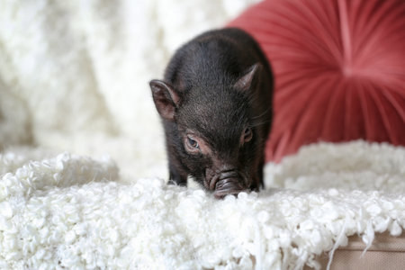 Adorable black mini pig on sofa at homeの写真素材