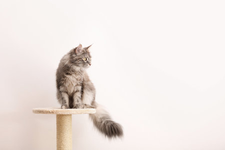 Adorable Maine Coon on cat tree near light wall at home. Space for textの写真素材