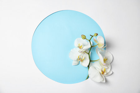 Branch with beautiful tropical orchid flowers on color background, top view. Space for textの写真素材