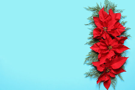 Flat lay composition with poinsettia and space for text on color background. Traditional Christmas flowerの写真素材