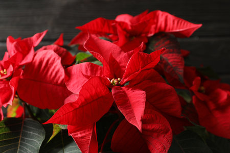 Poinsettia (traditional Christmas flower) against wooden background, closeupの写真素材