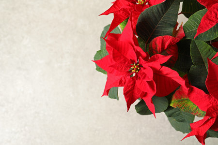 Poinsettia (traditional Christmas flower) on light background, closeup. Space for textの写真素材