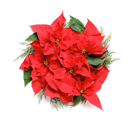 Flat lay composition with poinsettia on white background. Traditional Christmas flowerの写真素材