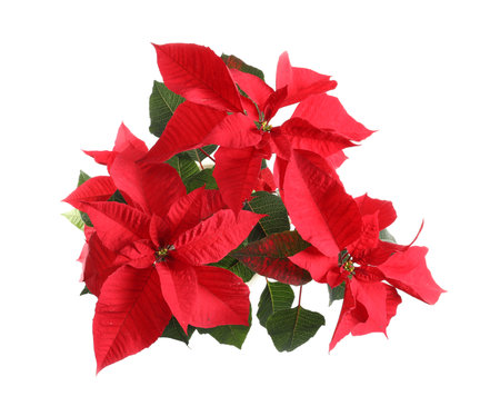 Poinsettia (traditional Christmas flower) on white background, top viewの写真素材