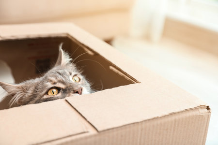 Adorable Maine Coon cat looking out through hole in cardboard box at homeの写真素材