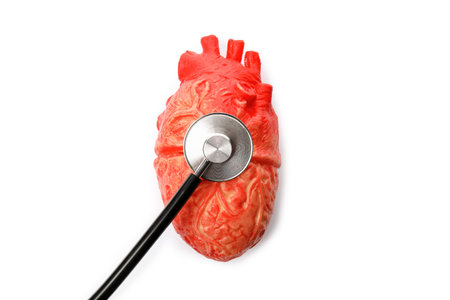 Heart model and stethoscope on white background, top view. cardiology conceptの写真素材