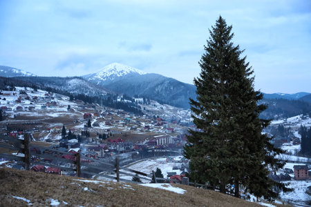 Fir trees near mountain village covered with snowの写真素材