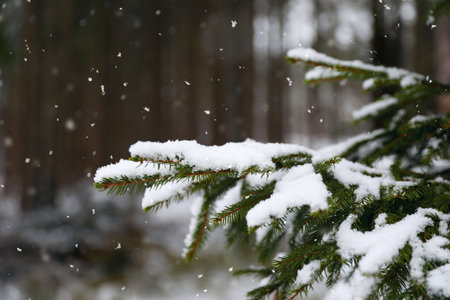 Closeup view of fir tree covered with snow outdoors on winter dayの写真素材