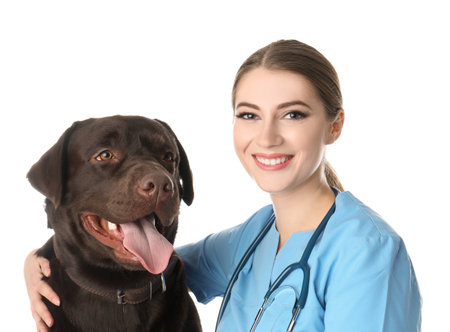 Veterinarian doc with dog on white backgroundの写真素材