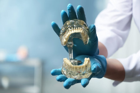 Dentist holding educational model of oral cavity with teeth in clinic, closeup. Space for textの写真素材