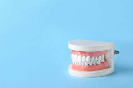 Educational model of oral cavity with teeth on color backgroundの写真素材