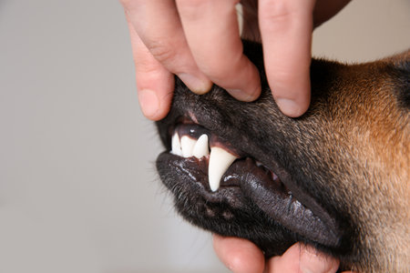 Man checking dog's teeth on light background, closeup. pet careの写真素材
