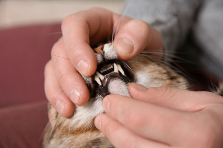 Man checking cat's teeth indoors, closeup. pet careの写真素材