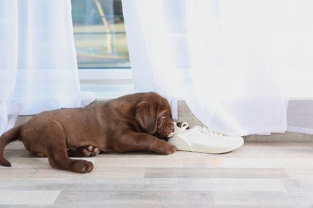 Chocolate Labrador Retriever puppy playing with sneaker on floor indoorsの写真素材