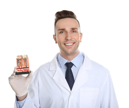 Male dentist holding teeth model on white backgroundの写真素材