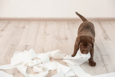 Cute chocolate Labrador Retriever puppy playing with torn paper on floor indoors. Space for textの写真素材
