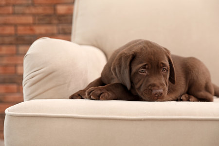 Chocolate Labrador Retriever puppy on sofa indoorsの写真素材