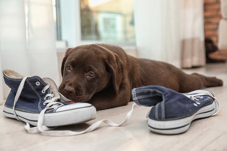 Chocolate Labrador Retriever puppy playing with sneakers on floor indoorsの写真素材