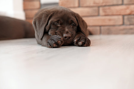 Chocolate Labrador Retriever puppy sleeping on floor indoorsの写真素材
