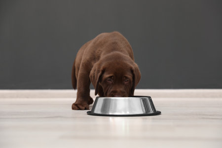 Chocolate Labrador Retriever puppy eating food from bowl indoors