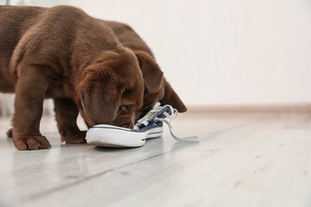 Chocolate Labrador Retriever puppies playing with sneaker on floor indoors. Space for textの写真素材
