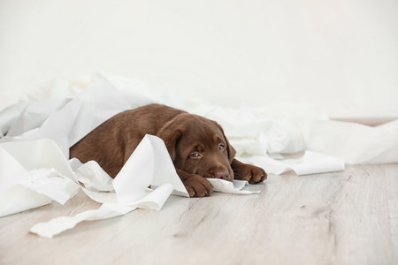 Cute chocolate Labrador Retriever puppy with torn paper on floor indoors. Space for textの写真素材