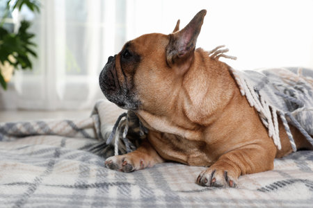 Funny French bulldog under warm plaid at homeの写真素材