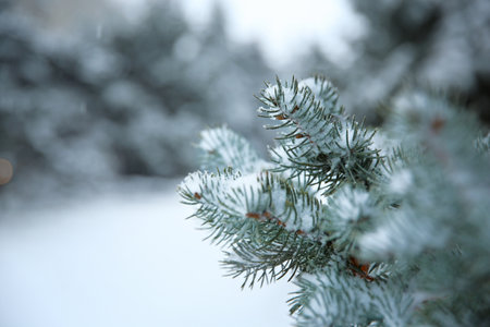 Fir branches covered with snow on storm day. Space for text