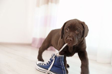 Chocolate Labrador Retriever puppy playing with sneaker indoorsの写真素材